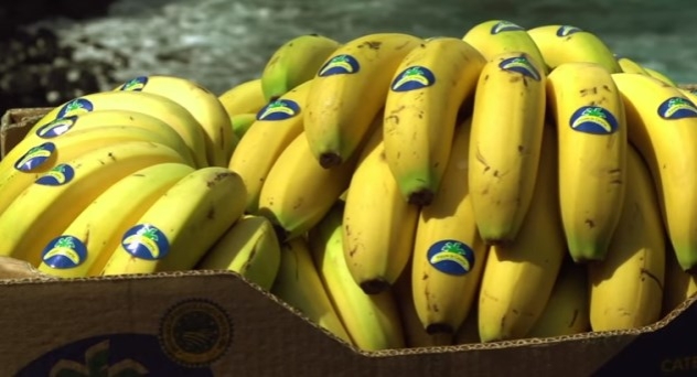 Plátano denominación de origen Plátano de Canarias.