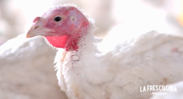 Pavo, una carne ligera y deliciosa