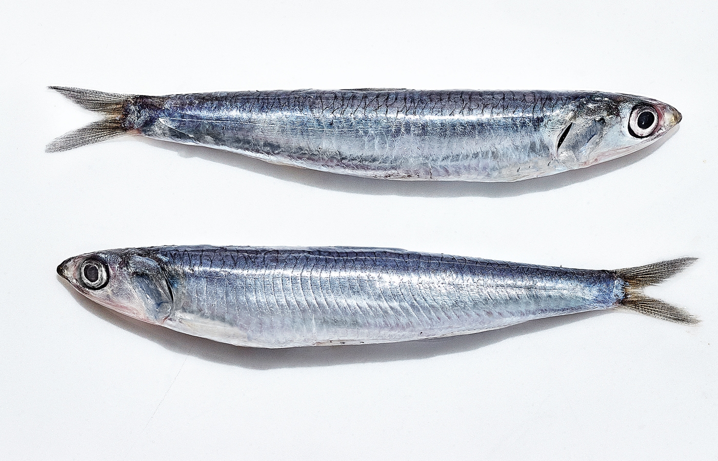 Boquerón,