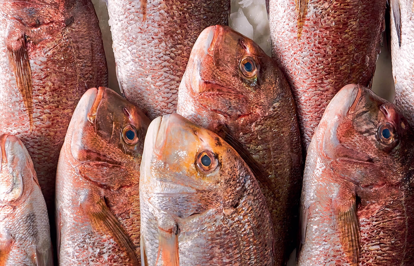 Pargo,
